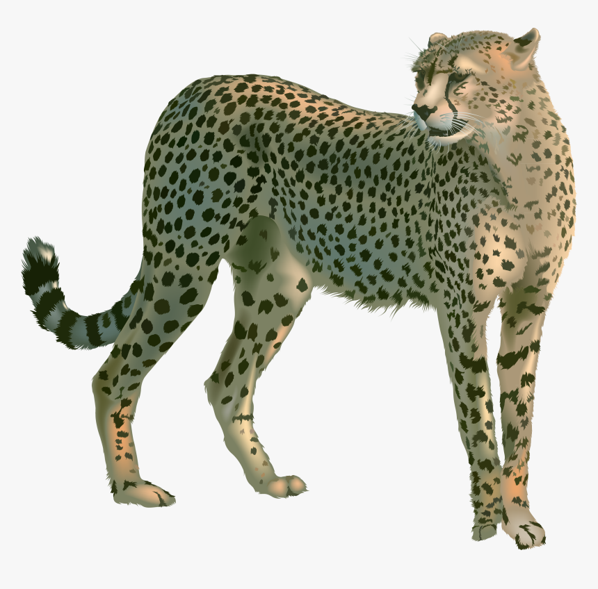 Ghepardo In English, HD Png Download