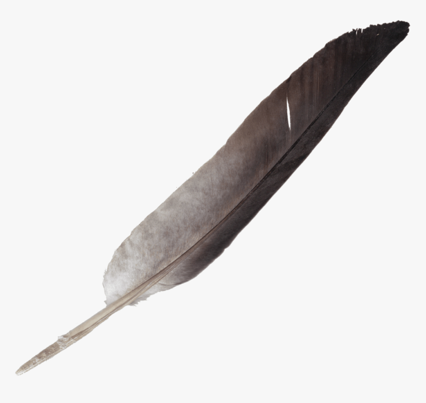 Transparent Tribal Feather Png - Transparent Background Feather Pen Png, Png Download