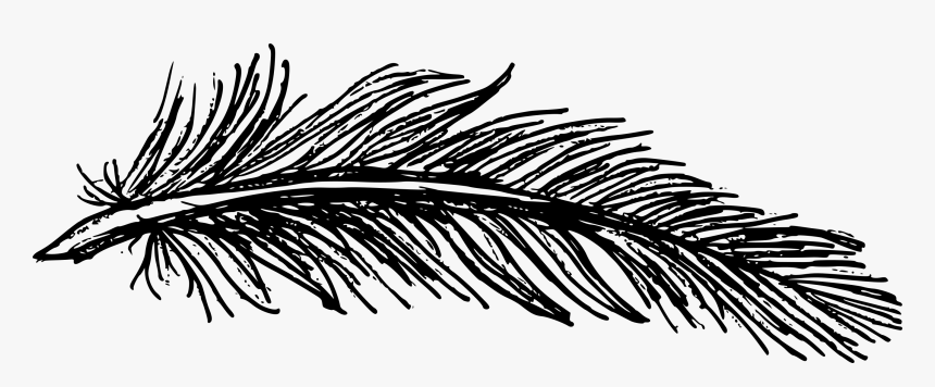 Feather And Tree Drawing, HD Png Download