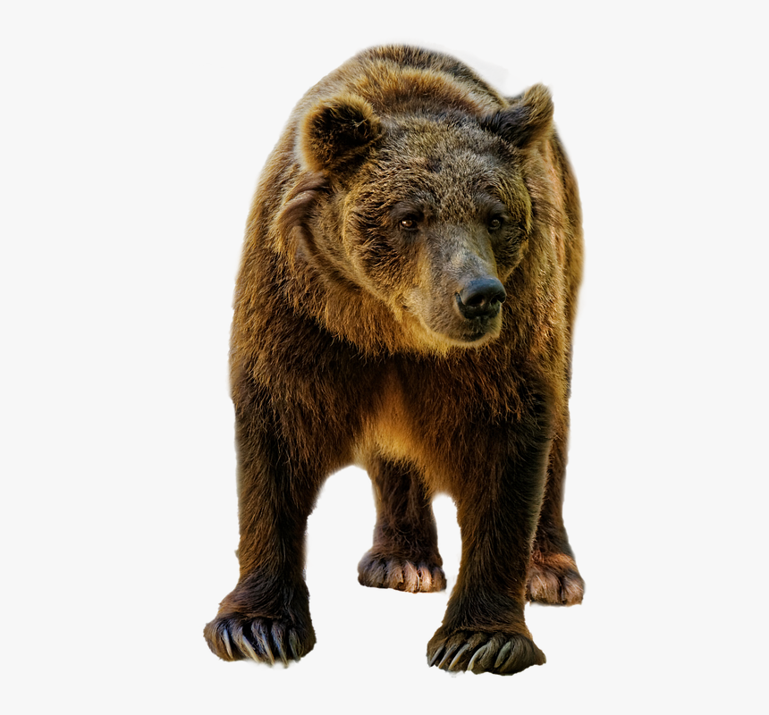 Urso, Brown, Selvagem, Vida Selvagem, Animal, Mamífero - Bear Photo White Background, HD Png Download