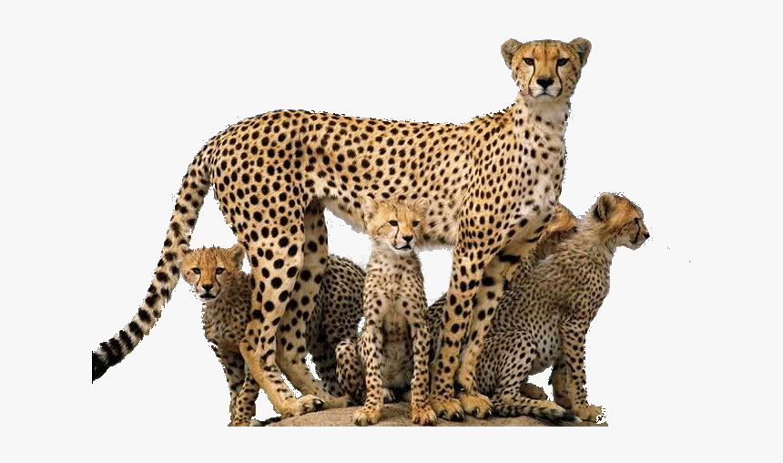 Cheetah Cub Transparent Background, HD Png Download