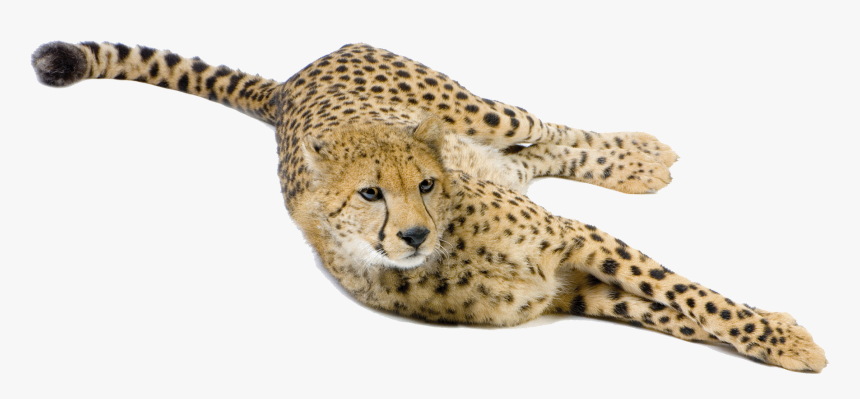 Cheetah Big Cat Terrestrial Animal Snout - Cheetah, HD Png Download