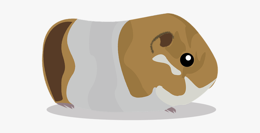 Cuy, Peru, Guinea Pigs, Tradition - Guinea Pig, HD Png Download