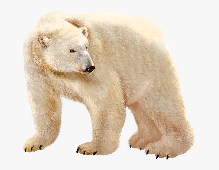 Urso Polar Png, Transparent Png