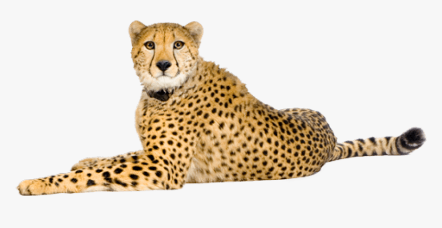 Clip Art Cheetah Png - Cheetah Png, Transparent Png