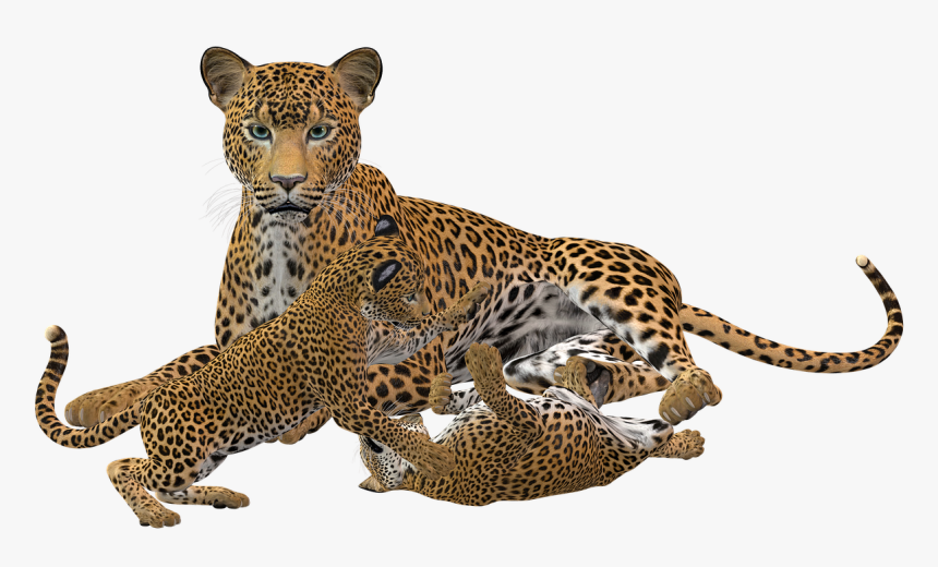 Jaguar Animal Transparent, HD Png Download