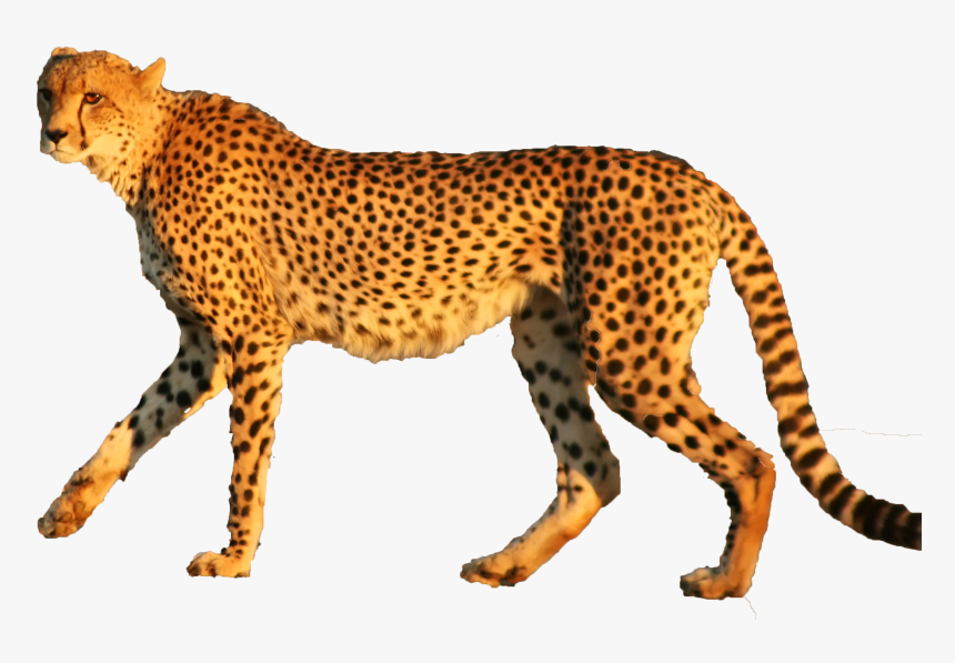 Cheetah Leopard Jaguar Animal Cat - Cheetah, HD Png Download