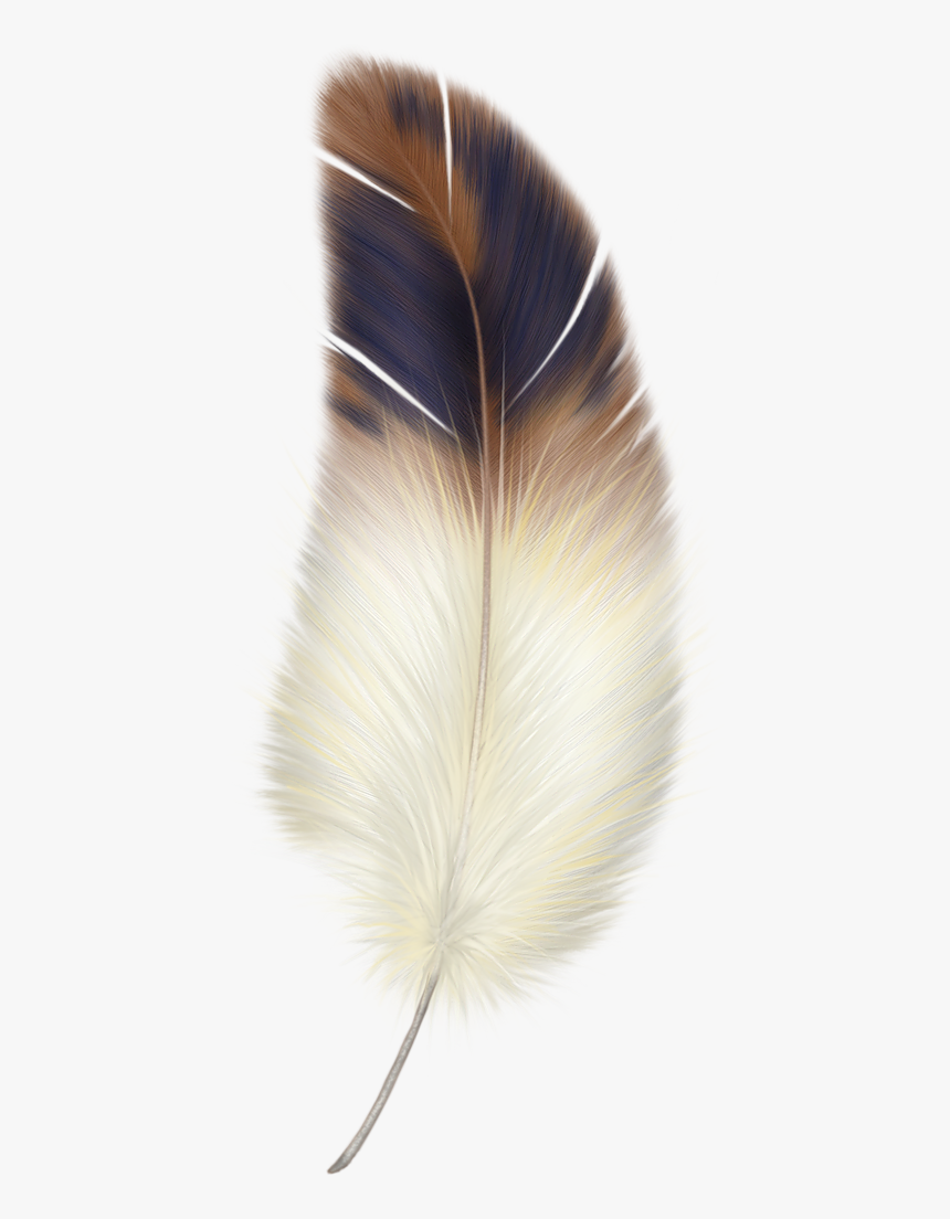 Png Feather, Transparent Png