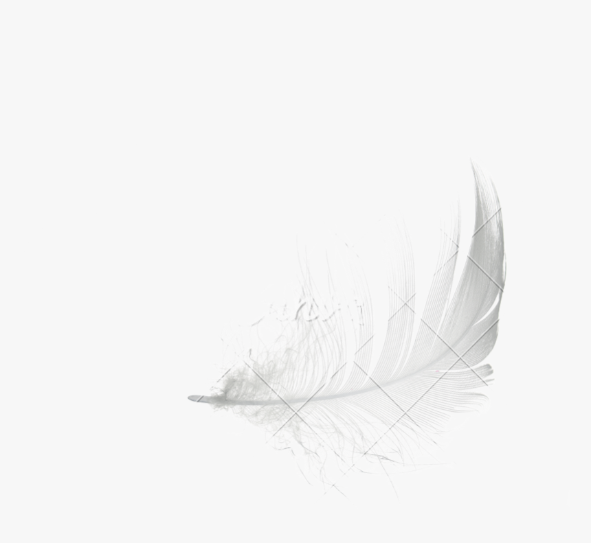White Feather - Sketch, HD Png Download