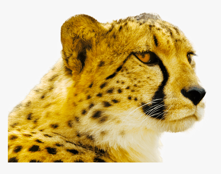 Cheetah, HD Png Download