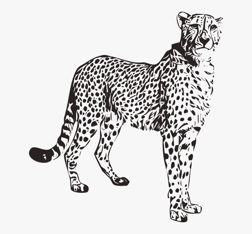 Cheetah, Animal, Wild, Nature, Africa, Safari, Wildlife - Animal Cheetah Png, Transparent Png