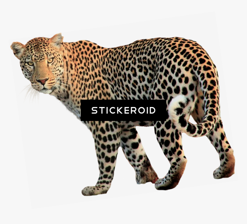 Vertebrate,terrestrial Cats,head,african Leopard,carnivore,animal - Leopardo Png, Transparent Png