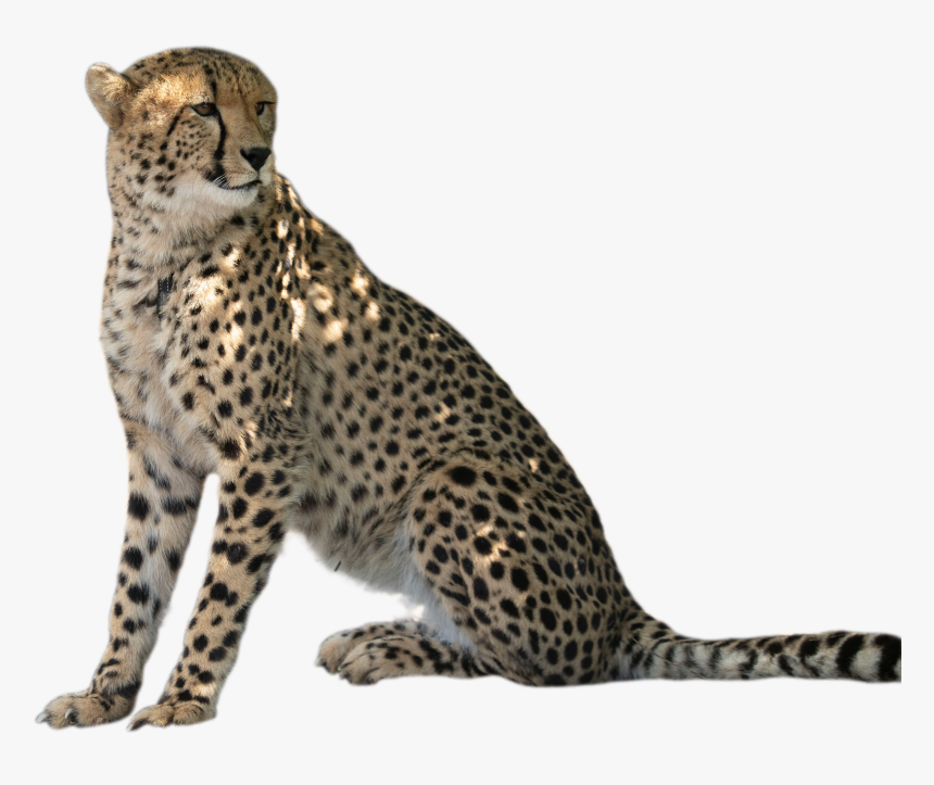 Meet Solo And Zama - Cheetah, HD Png Download
