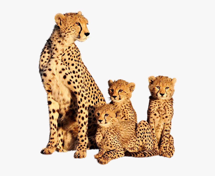 Clip Art Cheetah Images Animal - Cheetah And Its Cubs, HD Png Download