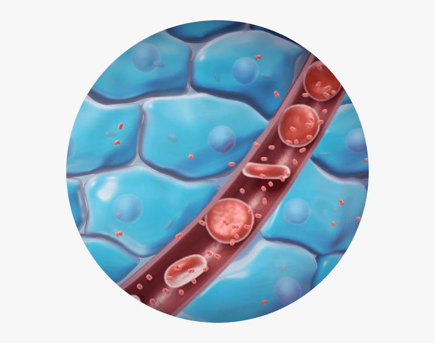 How Does List Work - Opal, HD Png Download