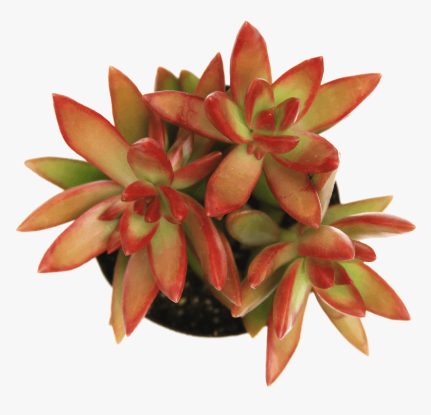 Sedum Firestorm 
 Class - Pegasus Flora, HD Png Download