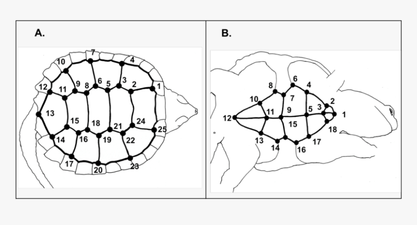 Location Of 25 Landmarks Digitized On The Carapace - Drawing, HD Png Download