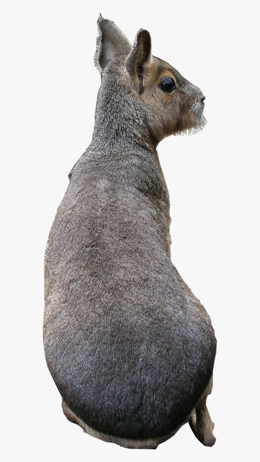 Fur Texture Png, Transparent Png