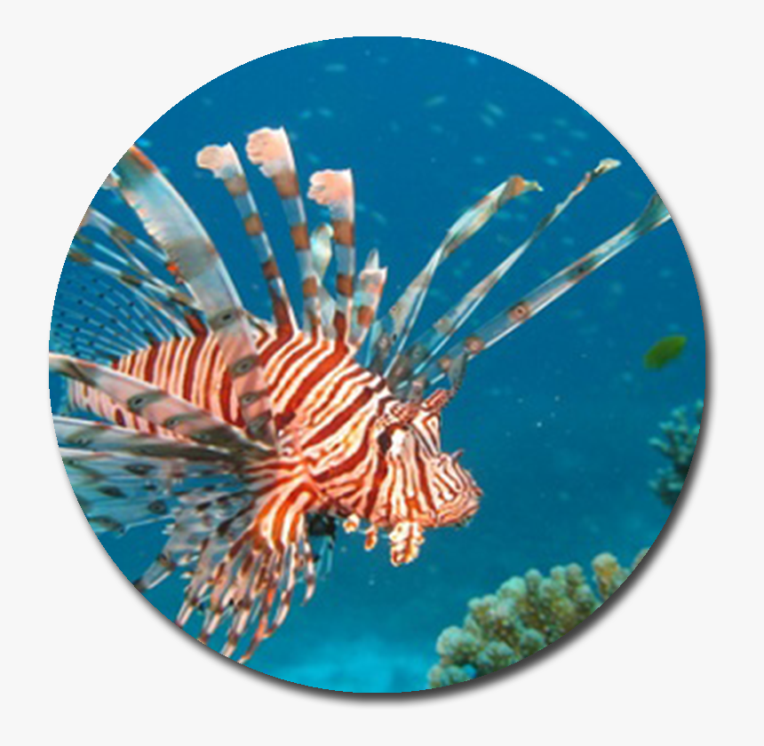 Red Lionfish , Png Download - Red Lionfish, Transparent Png