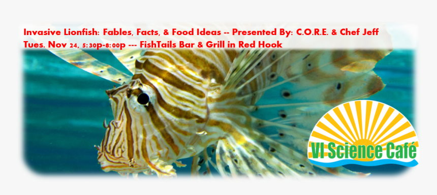 Invasive Lionfish Facts, Fables And Food Ideas - Lionfish, HD Png Download