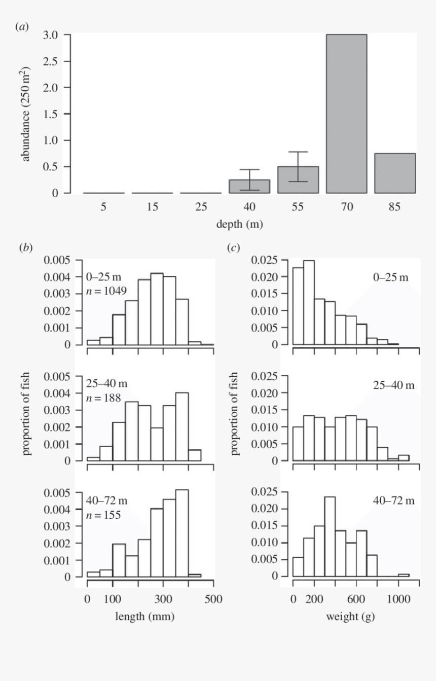 Lionfish Abundance, (b) Body Size And (c) Weight Changes - Architecture, HD Png Download