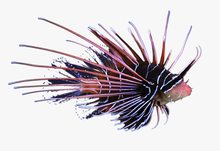 Radiata Lionfish - Glowing Lionfish, HD Png Download