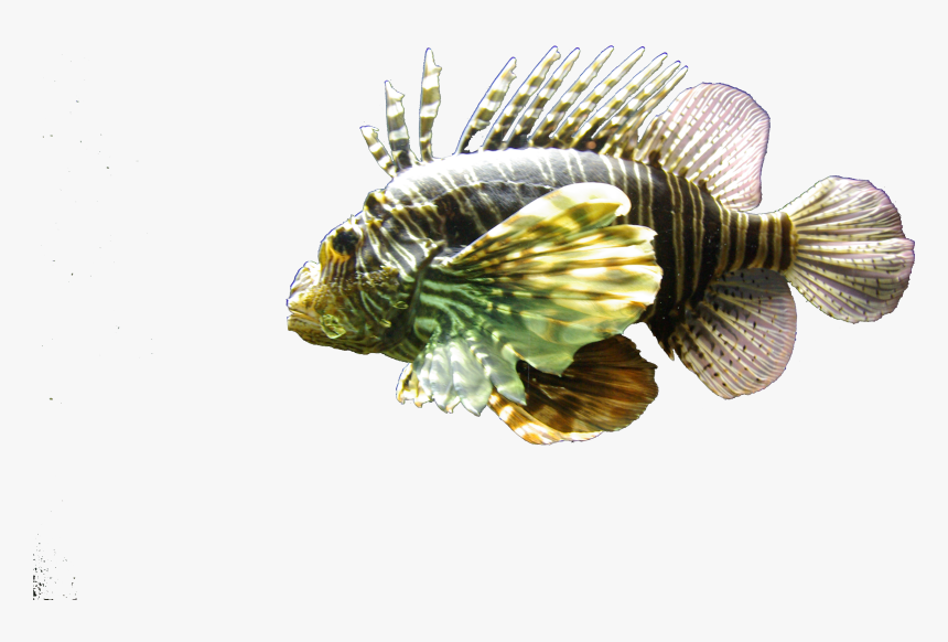 Lionfish, HD Png Download