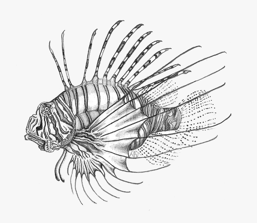 Sketch, HD Png Download