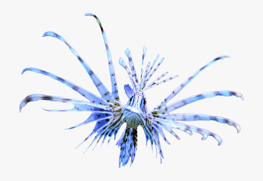 Lionfish - Marine Invertebrates, HD Png Download