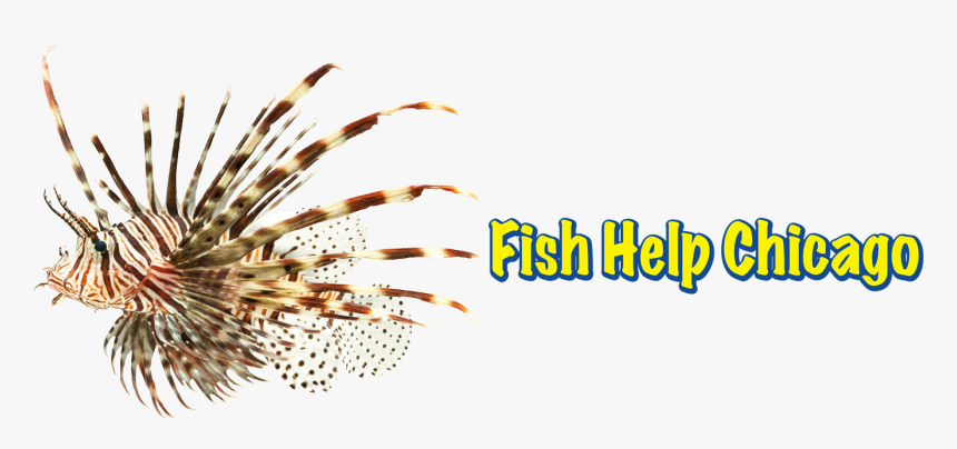 Lionfish, HD Png Download