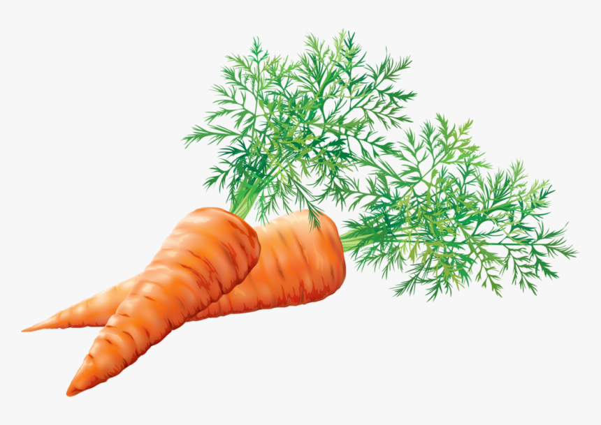 Zanahoria Tubérculos , Png Download - Zanahoria Es Un Tuberculo, Transparent Png