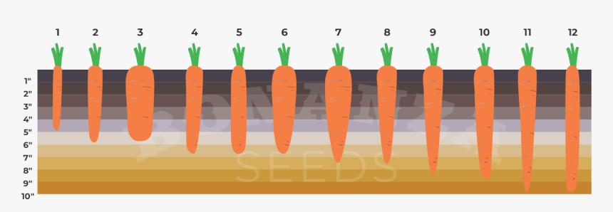 Carrot, HD Png Download