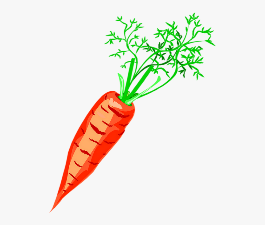 Carrot Drawing Png - Морковь Клипарт, Transparent Png