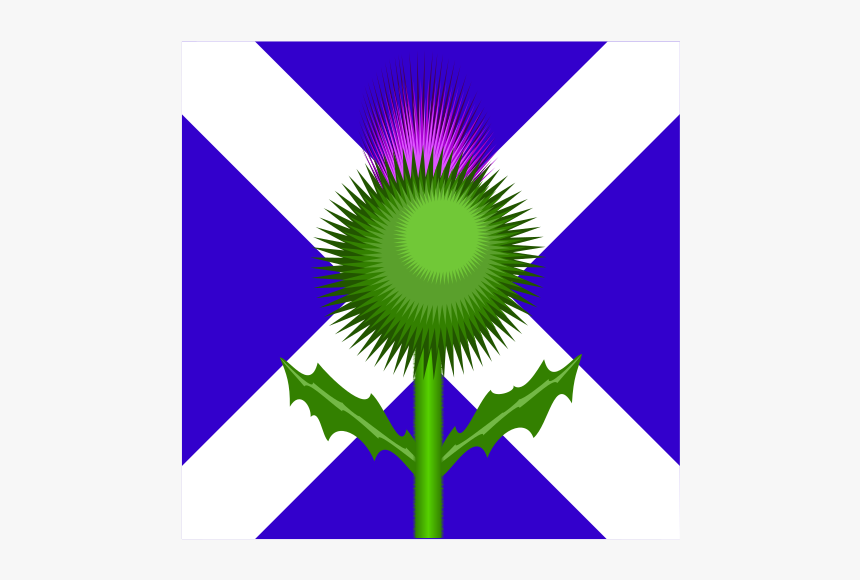 Scottish Thistle And Flag - Scotland Flag And Thistle, HD Png Download