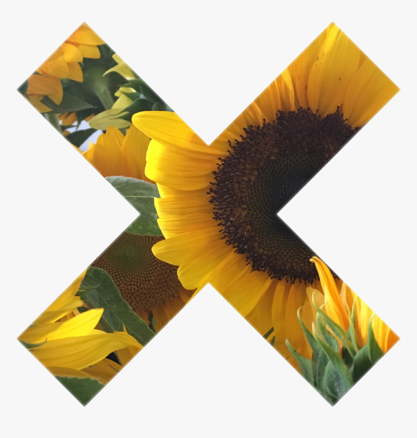 Tumblr Myphoto Sunflower Sticker Gallery Art Interestin - Png Tumblr Sunflower Transparent, Png Download