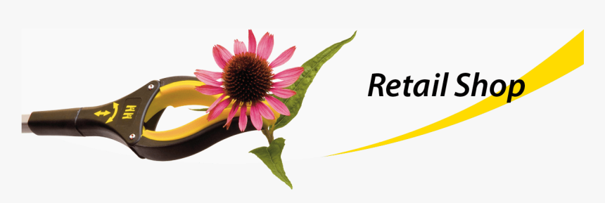 Sunflower , Transparent Cartoons - Gordon Research Conferences, HD Png Download