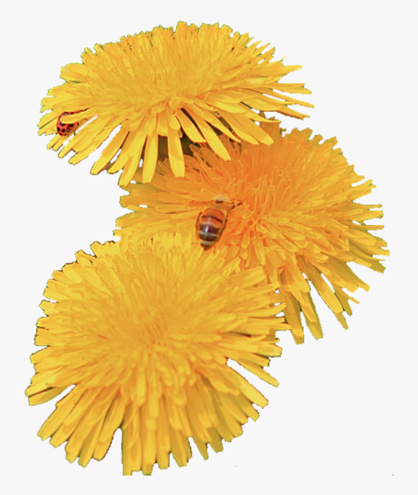 Transparent Dandelions, HD Png Download