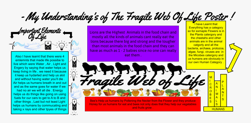 Fragile Web Of Life, HD Png Download