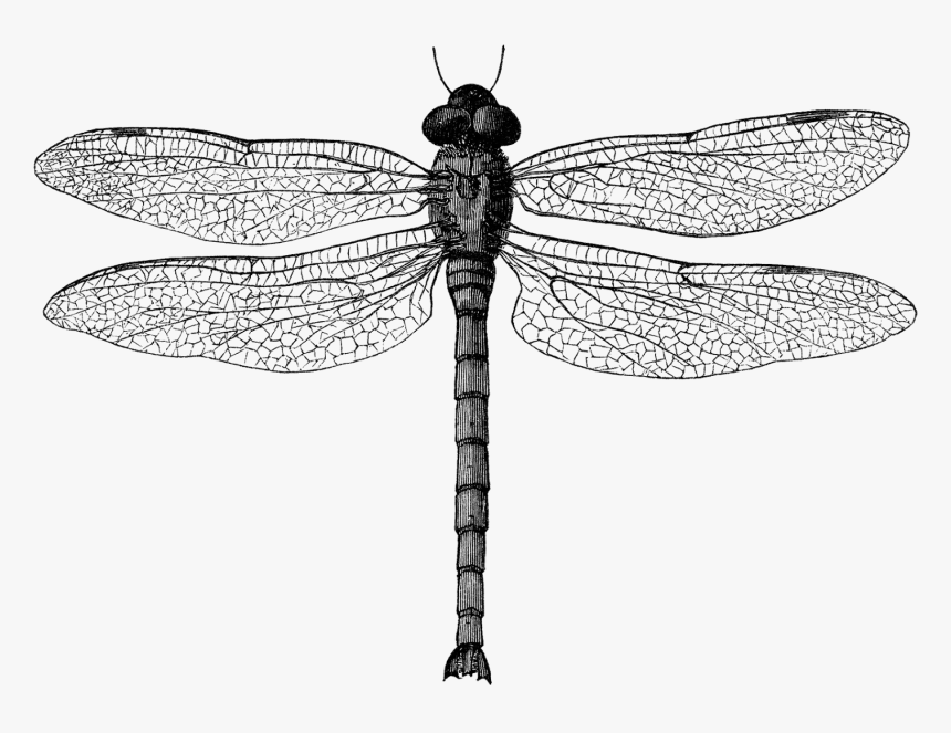 Clip Art Black And White Dragonfly - Dragon Fly Illustration, HD Png Download