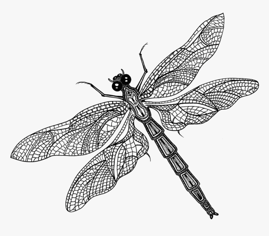 Dragonfly With Butterfly Wings, HD Png Download