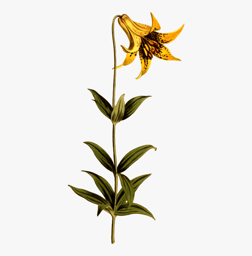 Canadian Lily - Canada Lily, HD Png Download