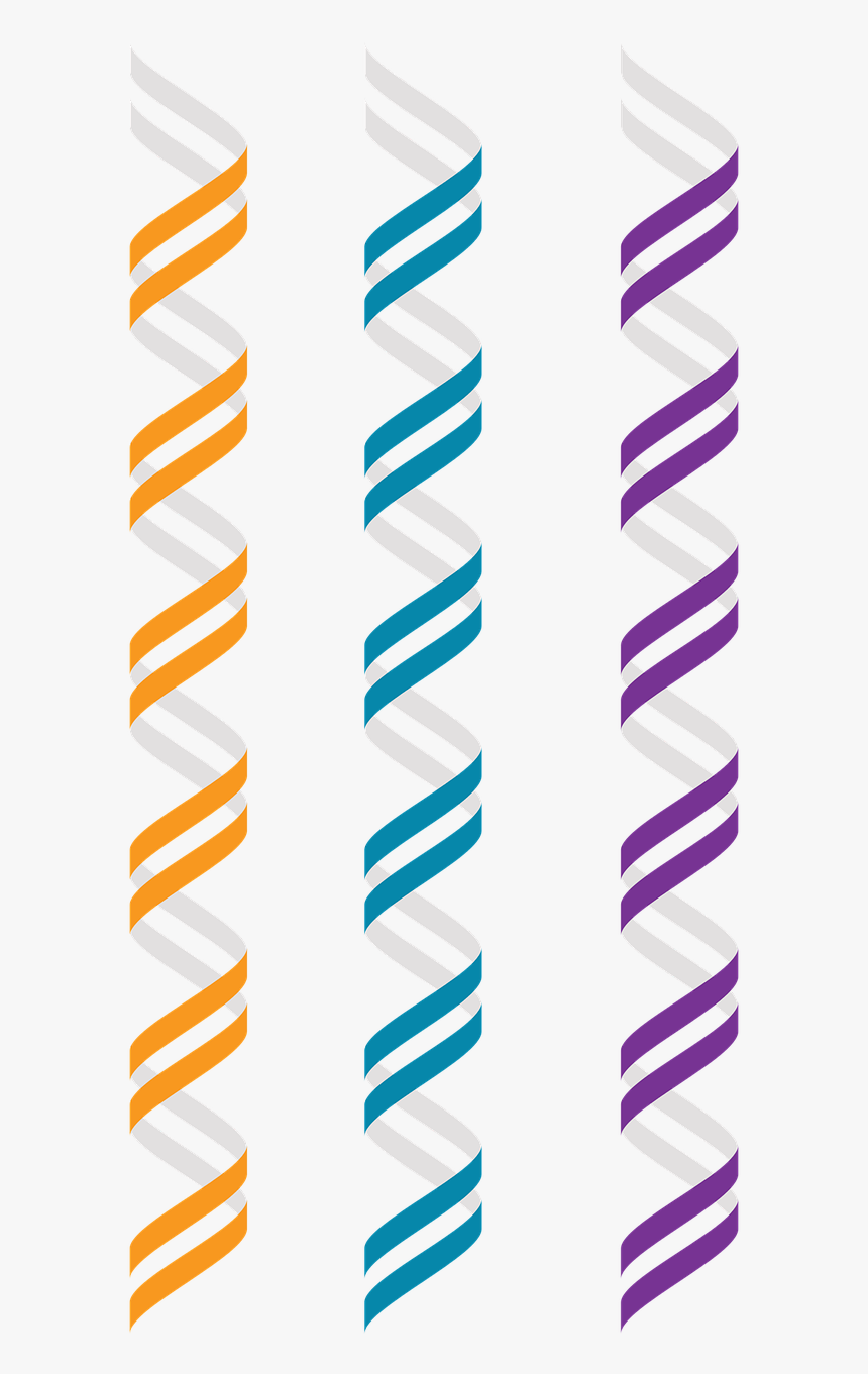 Dna B-dna Genetics Free Photo - Double Helix Dna Vector Png, Transparent Png