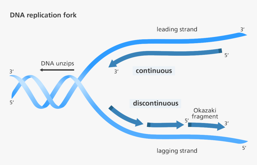 Illustration Showing Replication Of The Leading And - Replication Discontinuous On One Strand, HD Png Download