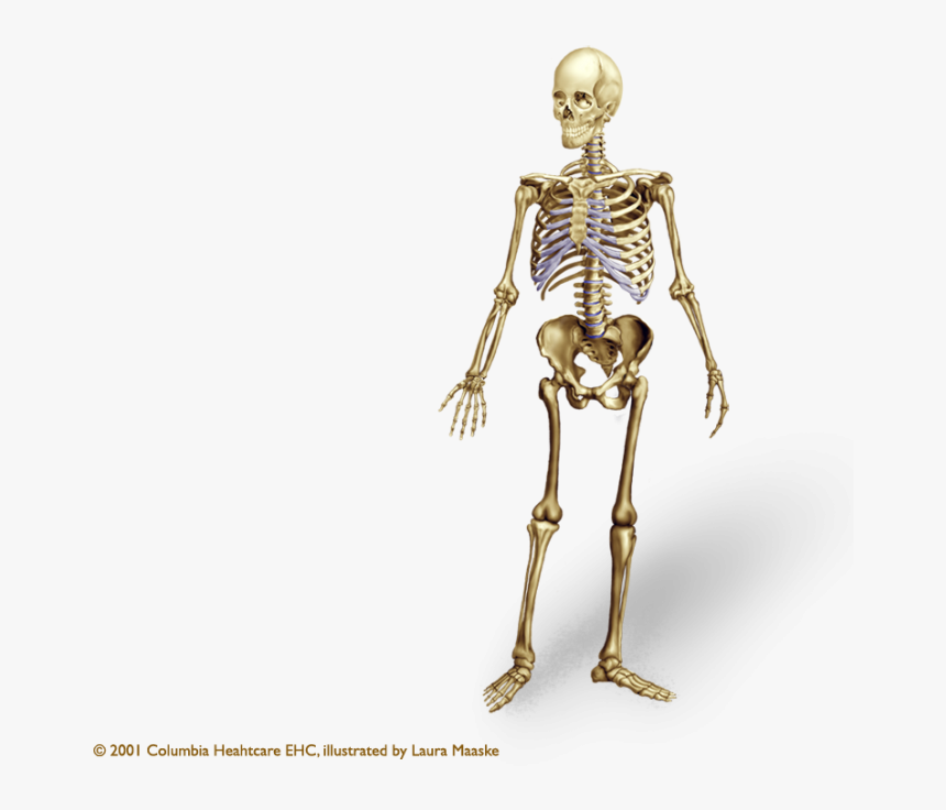 Vector Clipart Psd Peoplepng - Human Skeleton Png, Transparent Png