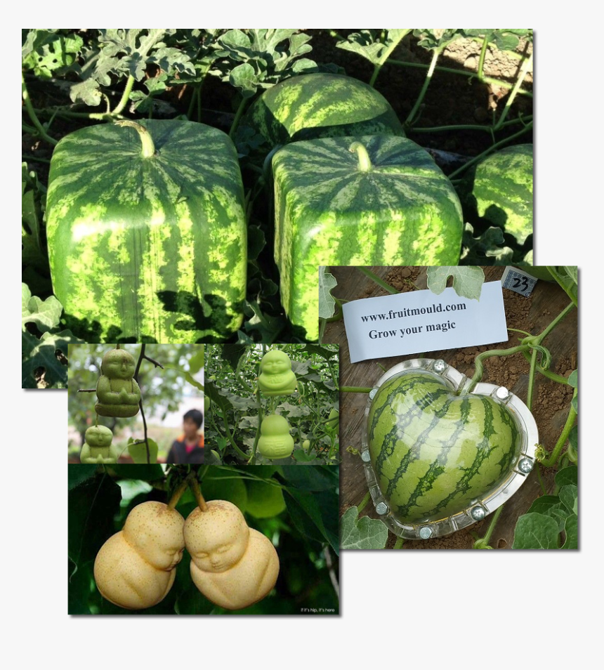 Transparent Skelton Png - Human Body Shape Fruit, Png Download