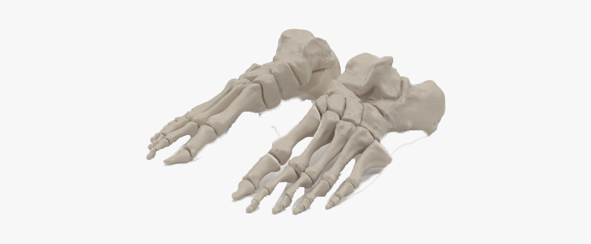 Bone Png Free Image Download - Wood, Transparent Png