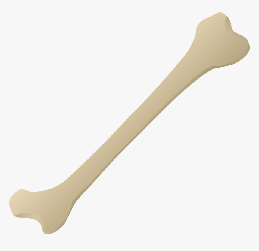 Transparent Background Bone Png, Png Download