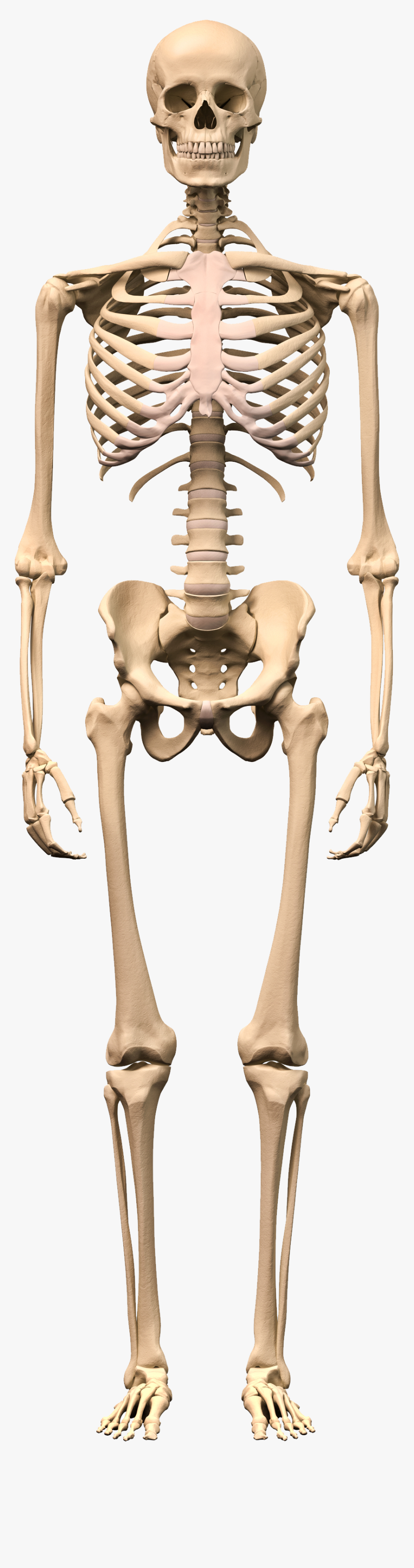 Skeleton Png - Human Skeleton Images Hd, Transparent Png