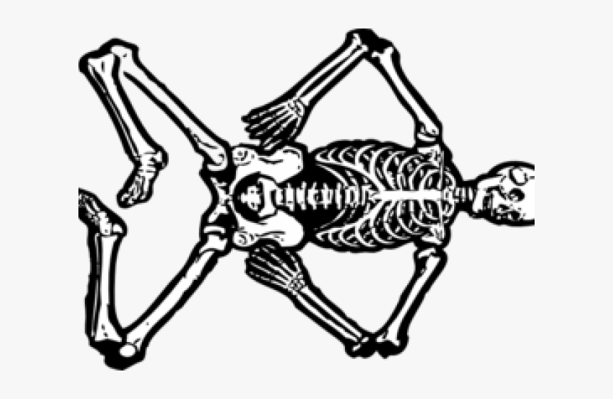 Skeletons Cliparts - Skeleton Body Clip Art, HD Png Download