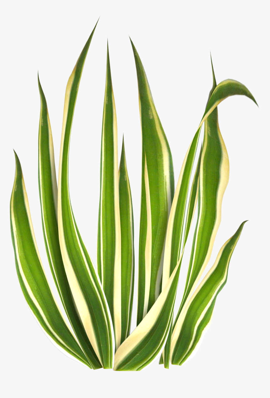 Agave, HD Png Download